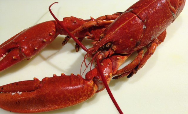 Lobster